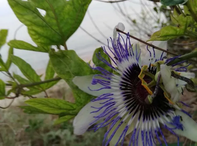 Crystal Blue Appartement